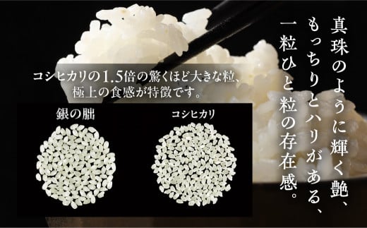 【2024年産米】銀の朏【定期便】5kg×3回 ≪テレビで紹介!!幻の米≫ 皇室献上米 化学肥料不使用 いのちの壱 精米 お米 5キロ×3か月 （計 15キロ）定期 毎月 令和6年産 銀のみかづき ぎんのみかづき （隔月 や 配送月が選べる）