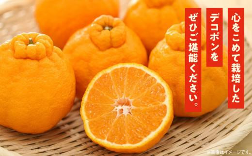 高松産季節の果物＜ハウスデコポン＞約2.8kg【2024年12月中旬～2025年3月中旬配送】