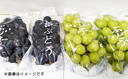 [№5657-3801]皮ごと丸かじりセット！農家直送 ナガノパープル＆シャインマスカット食べ比べセット 約1.6kg（各2房ずつ計4房）《雅フルーツ》■2023年発送■※9月中旬頃～10月下旬頃まで順次発送予定