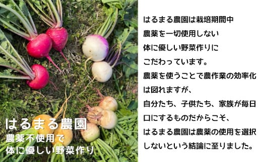 京野菜詰め合わせ お届け野菜定期便 ～春夏秋冬 年４回～ ／ ふるさと納税 京野菜 野菜 詰め合わせ 詰合せ つめあわせ 詰合 農薬不使用 産地直送 新鮮 新鮮野菜 旬の野菜 旬 京都府 福知山市 FCCN013