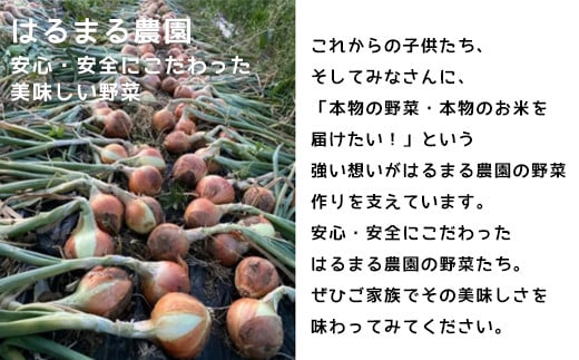 京野菜詰め合わせ お届け野菜定期便 ～春夏秋冬 年４回～ ／ ふるさと納税 京野菜 野菜 詰め合わせ 詰合せ つめあわせ 詰合 農薬不使用 産地直送 新鮮 新鮮野菜 旬の野菜 旬 京都府 福知山市 FCCN013