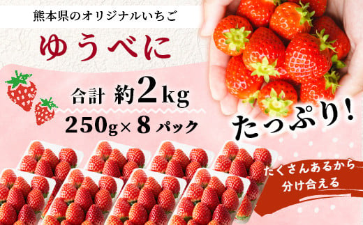 【2025年3月～発送開始】熊本県産 いちご ゆうべに 2箱 (250g×8パック)