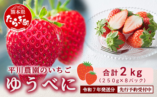 【2025年3月～発送開始】熊本県産 いちご ゆうべに 2箱 (250g×8パック)