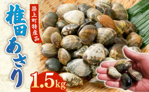 【令和6年4月頃発送予定】特産 椎田 あさり 1.5kg《築上町》【築上町蓄養殖部会】アサリ 活あさり [ABAY002] 13000円 1万3千円