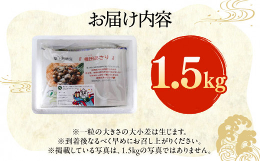 【令和6年4月頃発送予定】特産 椎田 あさり 1.5kg《築上町》【築上町蓄養殖部会】アサリ 活あさり [ABAY002] 13000円 1万3千円