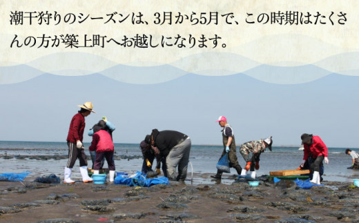 【令和6年4月頃発送予定】特産 椎田 あさり 1.5kg《築上町》【築上町蓄養殖部会】アサリ 活あさり [ABAY002] 13000円 1万3千円