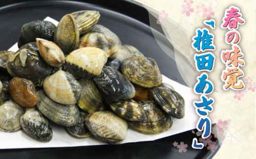 【令和6年4月頃発送予定】特産 椎田 あさり 1.5kg《築上町》【築上町蓄養殖部会】アサリ 活あさり [ABAY002] 13000円 1万3千円