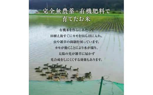 《定期便9ヶ月》【白米】JAS有機米 きみまちこまち 4kg （2kg×2袋）秋田県産 あきたこまち 令和6年産