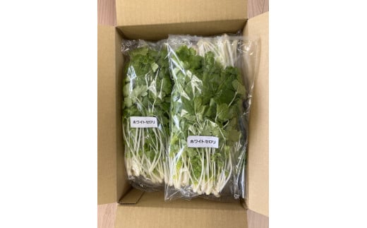 LED水耕栽培 香草野菜（パクチー/セロリー）250g＜野菜 やさい パクチー セロリ 香草野菜 美容 オーガニック アジア野菜  愛媛県 鬼北町＞