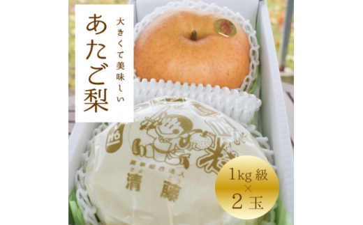＜2025年発送＞あたご梨 上級品 2玉入(1kg級/玉)(岡山県産)  お歳暮やギフトにおすすめ【1559830】
