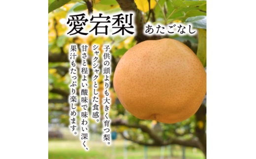 ＜2025年発送＞あたご梨 上級品 2玉入(1kg級/玉)(岡山県産)  お歳暮やギフトにおすすめ【1559830】