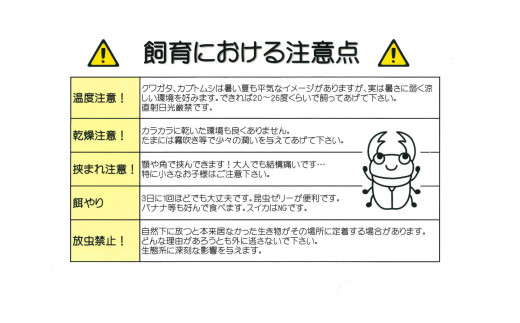 【1セット限定！】完璧育成！「ニジイロクワガタ」 E-257
