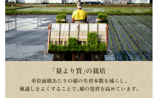 【令和6年産新米先行予約】【定期便6ヶ月毎月お届け】5分づき 特別栽培米 コシヒカリ 精米 20kg（5kg×4） 従来品種コシヒカリ 加茂有機米生産組合 新潟県 加茂市産 白米 米 お米 定期便