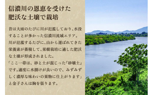 【2024年先行予約】【贈答用】和梨 新高 5kg（6〜10玉）《9月下旬から順次発送》 果物 なし 梨 フルーツ 新鮮 産地 加茂市 まるさん金子果樹園