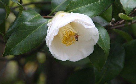 ☆稲沢の天然はちみつ３種【椿・もちの木・百花】箱入り