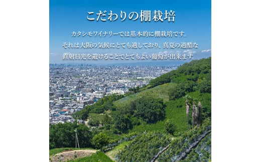 ワイン 雪丸ワイン 国産ぶどうジュース セット 酒 お酒 国産 アルコール 