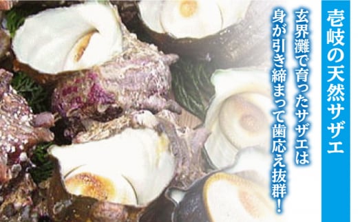 麦焼酎 サザエ つぼ焼きセット 《壱岐市》【天下御免】[JDB015] 麦焼酎 むぎ焼酎 お酒 海鮮 さざえ セット 13000 13000円