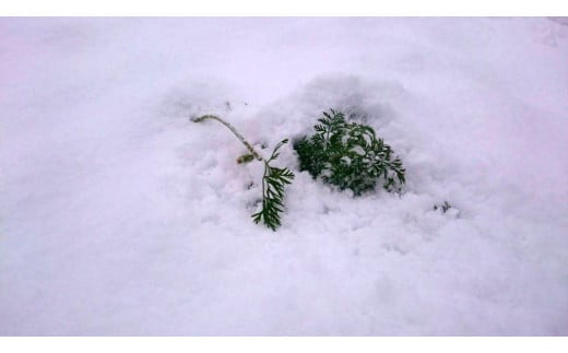 雪を掘り起こすと見えてくるにんじんの葉。雪の下でもたくましく生きています。