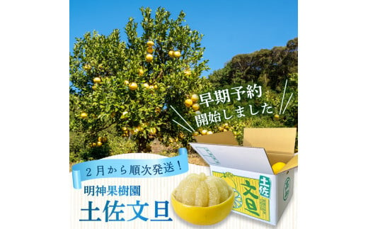 浦ノ内特産 土佐文旦 10kg 優品 Lサイズ | 果物 フルーツ 文旦 ぶんたん ブンタン みかん 蜜柑 柑橘 文旦 10キロ 人気 ランキング 数量限定 期間限定 早期予約産地直送 生産農家直送 明神果樹園 高知県 須崎市 MKJ005_xx