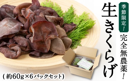 【先行予約】UIC 季節限定！完全無農薬！生きくらげ (約60g×6パック) 2025年5月から7月 出荷予定