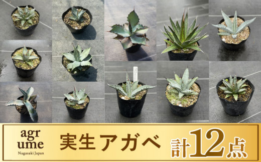 実生 アガベ 12点 長与町/アグリューム [EAI069]観葉植物 アガベ 多肉植物 苗 植物 あがべ