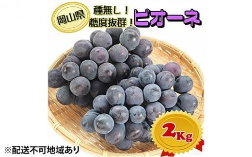 ぶどう 2025年 先行予約 ニュー ピオーネ【9月発送分】約2kg（2房～5房）秀品 糖度抜群！ 種無し ブドウ 葡萄 岡山県産 国産 フルーツ 果物 ギフト