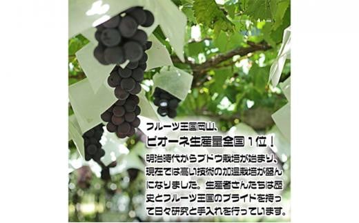 ぶどう 2025年 先行予約 ニュー ピオーネ【9月発送分】約2kg（2房～5房）秀品 糖度抜群！ 種無し ブドウ 葡萄 岡山県産 国産 フルーツ 果物 ギフト