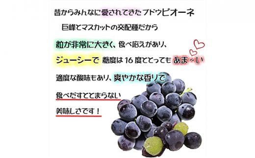 ぶどう 2025年 先行予約 ニュー ピオーネ【9月発送分】約2kg（2房～5房）秀品 糖度抜群！ 種無し ブドウ 葡萄 岡山県産 国産 フルーツ 果物 ギフト