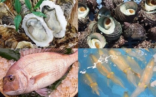 【年12回毎月】福津の旬の魚介類こだわり定期便【随時開始】[F7017]