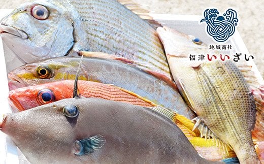 【年12回毎月】福津の旬の魚介類こだわり定期便【随時開始】[F7017]