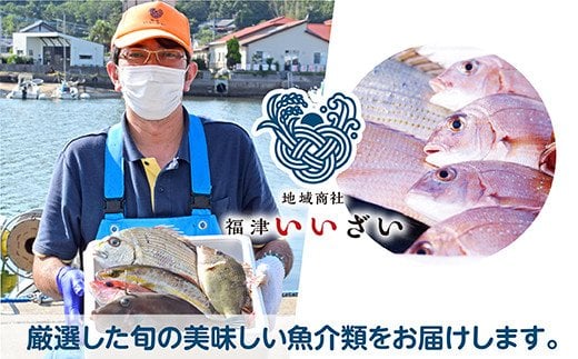 【年12回毎月】福津の旬の魚介類こだわり定期便【随時開始】[F7017]