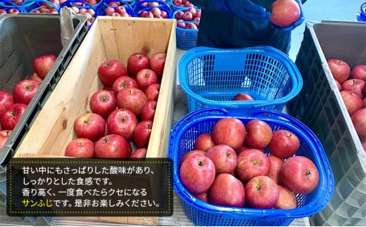 【年内発送】きくち林檎農園りんごっこ 家庭用 大玉 サンふじ 訳あり 約5kg