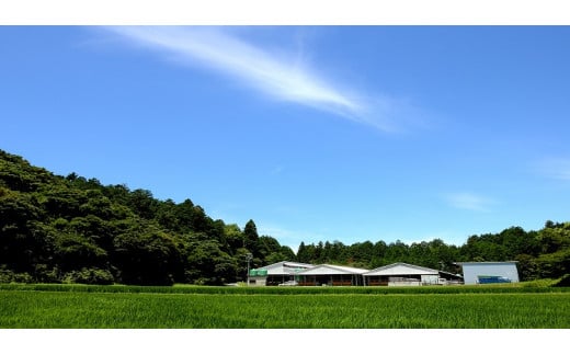 松阪牛 カルビ 700g 国産牛 和牛 ブランド牛 JGAP家畜・畜産物 農場HACCP認証農場 牛肉 肉 高級 人気 おすすめ 神戸牛 近江牛 に並ぶ 日本三大和牛 松阪 松坂牛 松坂 BBQ キャンプ 焼肉 ザ・カルビ ソトバラ 三重県 多気町 SS-83