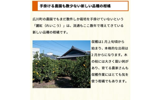 ▼和歌山県有田産【香り高い柑橘】麗紅 約2kg (訳あり) ※2月中旬頃～3月下旬頃順次発送 【krw012-c-2】