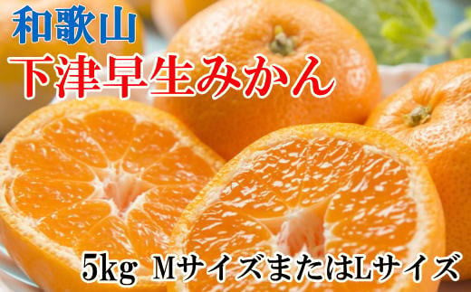 【産直】和歌山下津早生みかんMまたはL5kg ※2024年11月中旬～2025年1月中旬頃に順次発送【tec871】