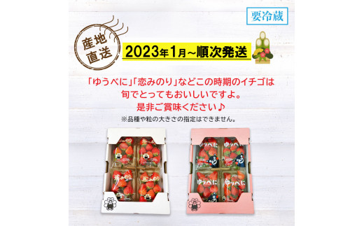 いちご 熊本県 いちご 1kg (250g×4パック)  | 熊本県 熊本 くまもと 和水町 なごみ イチゴ 苺 250g 4パック 1000g