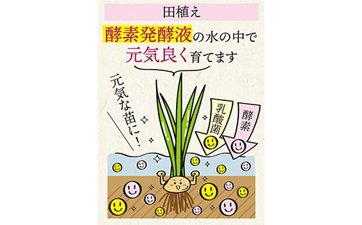 ＜酵素発酵特別栽培＞ 酵素発酵玄米 (900g×2) プレミアム 玄米 酵素 発酵 美容 米 食品 F20E-812