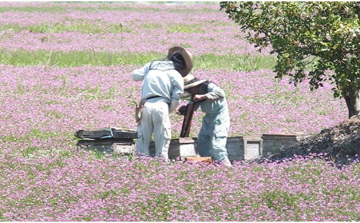 備前産 令和6年採取 純粋蜂蜜セット6