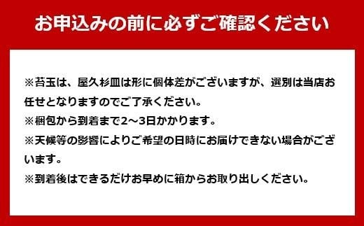 ガジュマルの苔玉(苔玉用屋久杉皿付き)