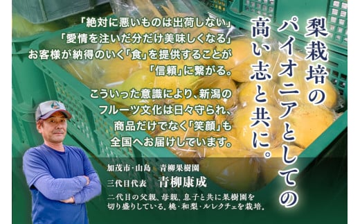 【2024年先行予約】新潟特産 幻の洋梨ル・レクチェ 家庭用 2kg（5〜7玉）《11月下旬から出荷》ルレクチェ 西洋梨 新潟県産 新潟産 果物 フルーツ 冬の味覚 産地直送加茂市 青柳果樹園