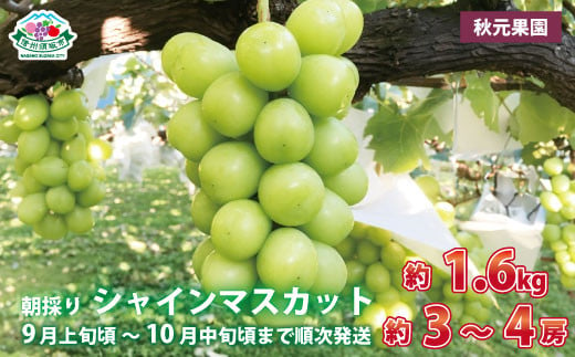 [No.5657-3775]朝採り シャインマスカット 約1.6kg (約3～4房) 《秋元果園》■2024年発送■※9月上旬頃～10月中旬頃まで順次発送予定