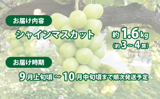 [No.5657-3775]朝採り シャインマスカット 約1.6kg (約3～4房) 《秋元果園》■2024年発送■※9月上旬頃～10月中旬頃まで順次発送予定