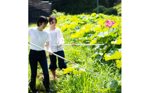 花ハス取り体験１名様