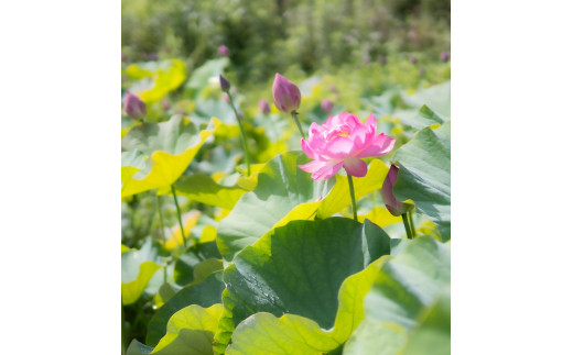 花ハス取り体験１名様