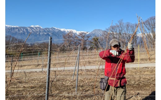 白 赤 ワイン 2本 セット フェリーチェ ビアンコ ロッソ 各 750ml [Poggio Verde（ポッジョ ヴェルデ） 長野県 池田町 48110665] ワインセット 白ワイン 赤ワイン わいん 国産ぶどう使用 お酒 酒 アルコール