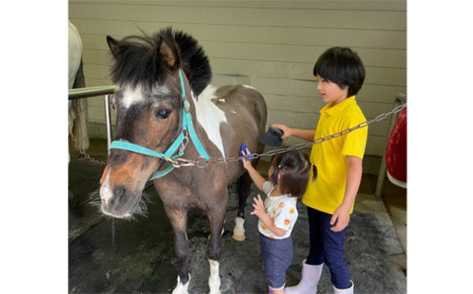 自然の中で動物とふれあい＆乗馬体験（1名）CC-1 徳島 那賀 体験 乗馬 乗馬体験  動物とふれあい アウトドア レジャー 1名様 1枚【体験チケット】 