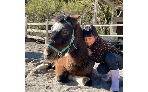 自然の中で動物とふれあい＆乗馬体験（1名）CC-1 徳島 那賀 体験 乗馬 乗馬体験  動物とふれあい アウトドア レジャー 1名様 1枚【体験チケット】 