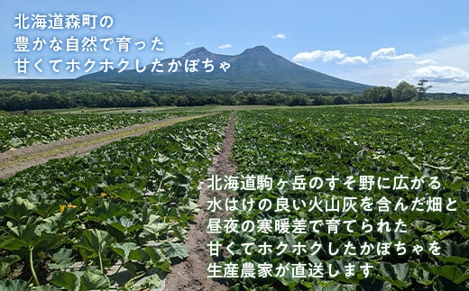 【先行予約】 みやこかぼちゃ 約4.5kg（2個） 北海道森町産（令和6年7月下旬～8月上旬順次配送） <こうのファーム> カボチャ 南瓜 野菜 根菜 煮物 食材 スープ サラダ かぼちゃプリン 天ぷら 北海道 森町 ふるさと納税 mr1-0462