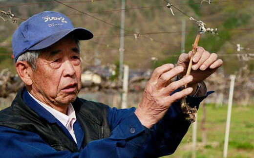 長野県産 種無し巨峰 約3kg 5～8房 ［小布施屋］ 果物 フルーツ ぶどう 葡萄 令和6年産【2024年9月上旬～10月上旬発送】  ［B-3］