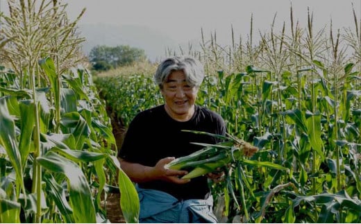 とうもろこし らいでん スイートコーン 味来 LL規格 約10kg 北海道